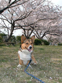 ぞうさん公園