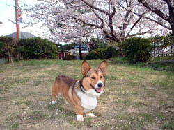 ぞうさん公園