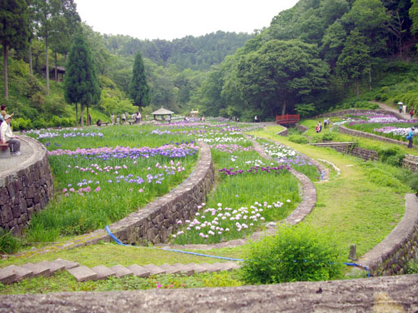 播州山崎花菖蒲園