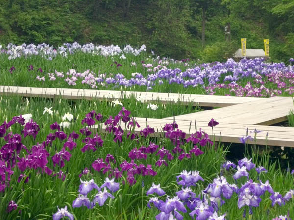 播州山崎花菖蒲園
