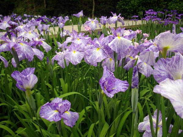 播州山崎花菖蒲園