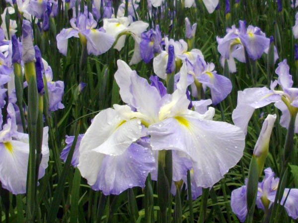 播州山崎花菖蒲園