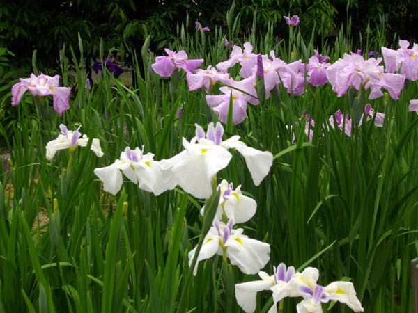 播州山崎花菖蒲園