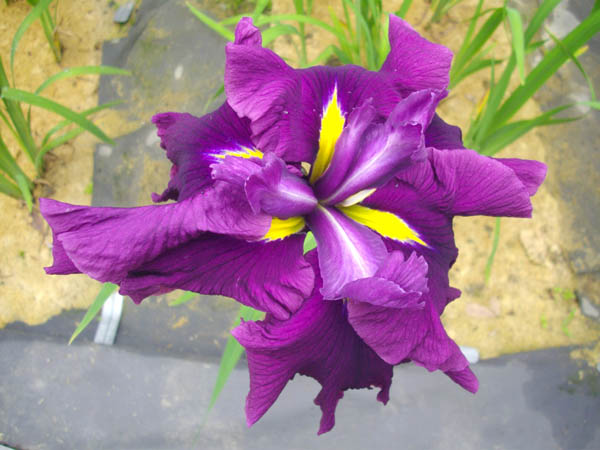 播州山崎花菖蒲園