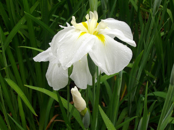 播州山崎花菖蒲園