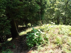 三郡山