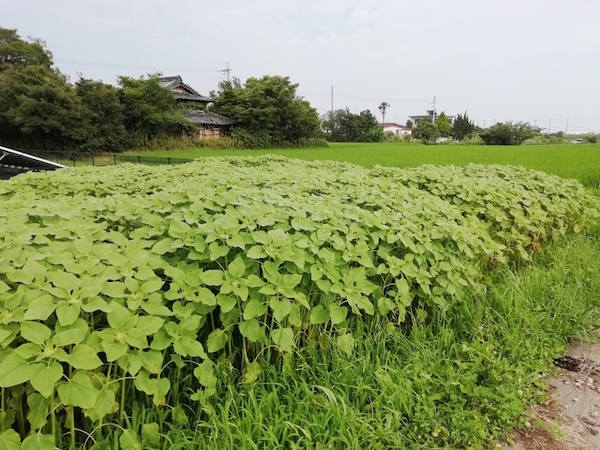 ひまわり