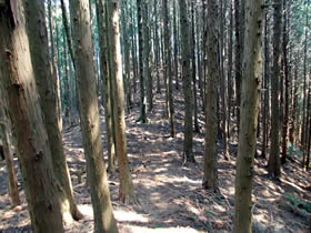 母栖山