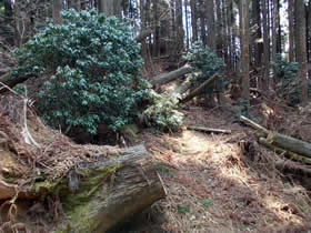 母栖山
