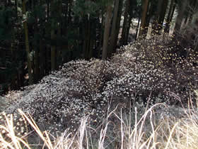 千ヶ峰
