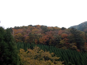 藤無山