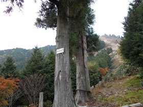 藤無山