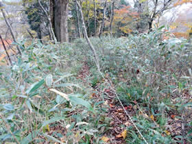 藤無山