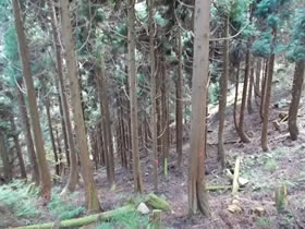 藤無山