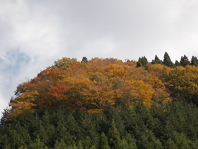 藤無山