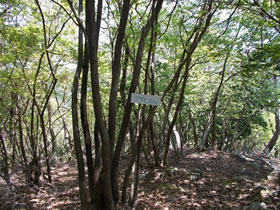 笠ヶ城山