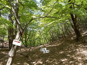 笠ヶ城山