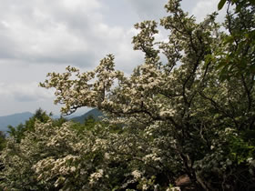 大甲山