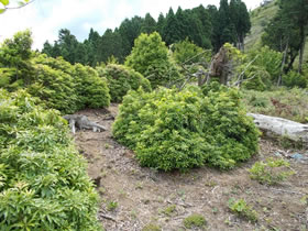 深山