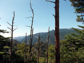 高峰