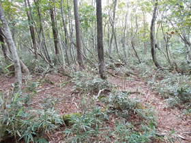 赤谷山