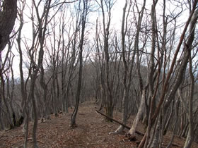 須留ヶ峰