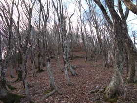 須留ヶ峰