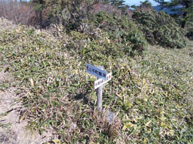 千町ヶ峰