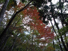 杉ヶ沢高原