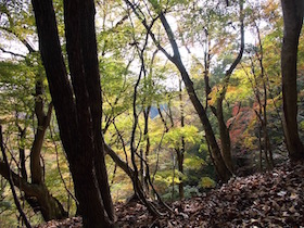杉ヶ沢高原
