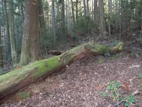 高場山