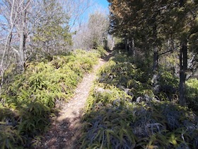 明神山