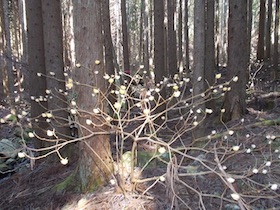 平石山