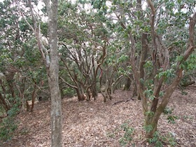 平石山