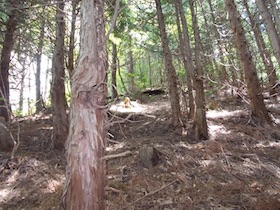 植松山