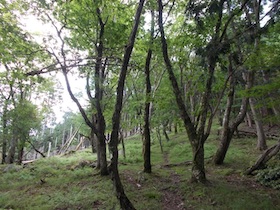 植松山