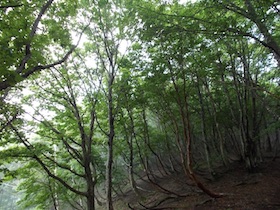 竹呂山