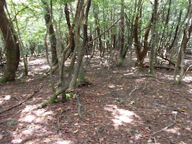 三国平・長義山・ダルガ峰