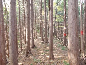 阿舎利山