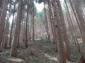 阿舎利山