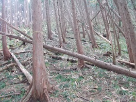 阿舎利山