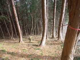 阿舎利山