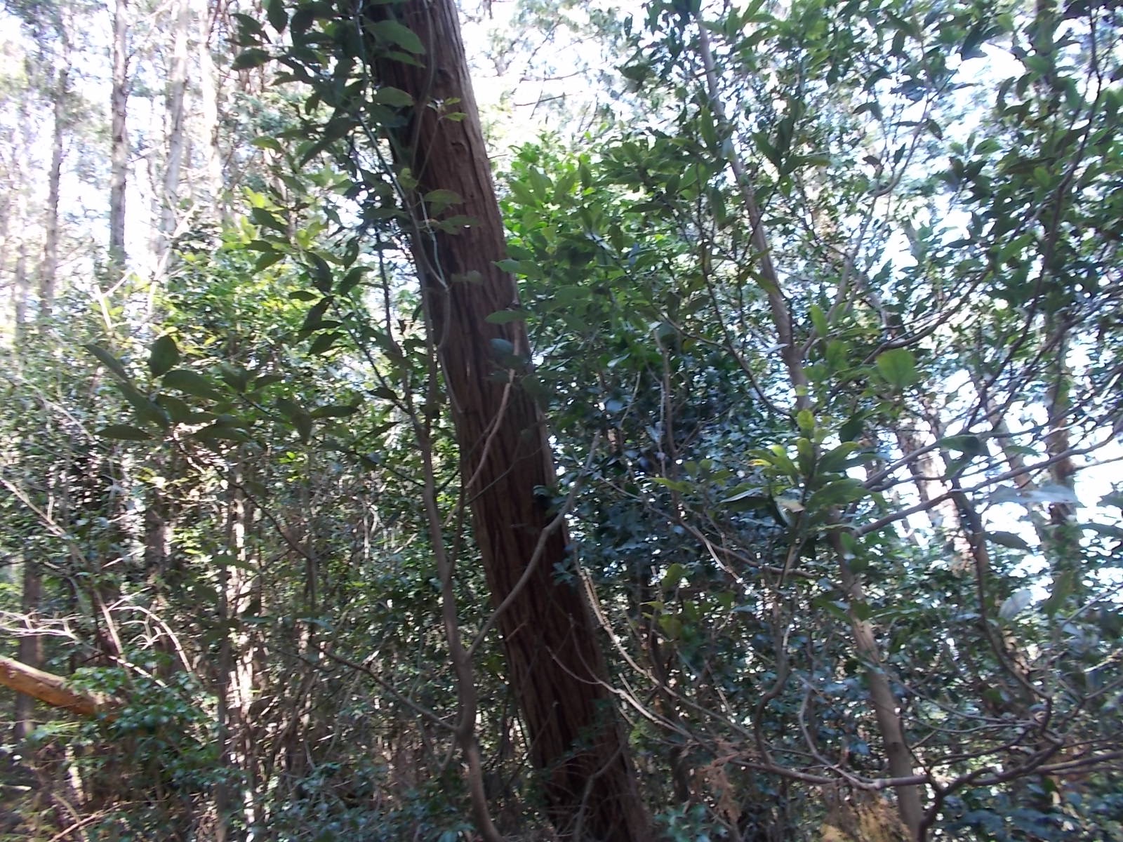 七種山