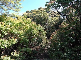 岡ノ上三山+暁晴山