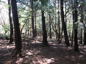 岡ノ上三山+暁晴山