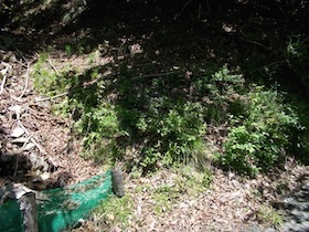 藤ヶ峰