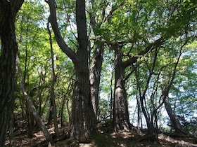 藤ヶ峰