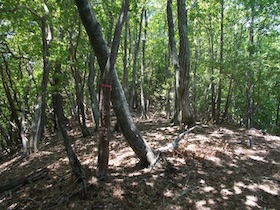 藤ヶ峰