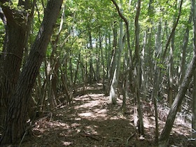 藤ヶ峰