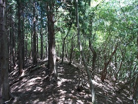 藤ヶ峰